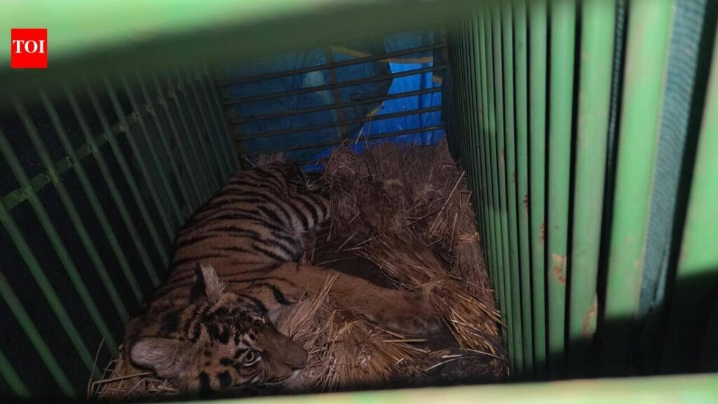 Health tests delay tiger cub’s Similipal shift | Bhubaneswar News