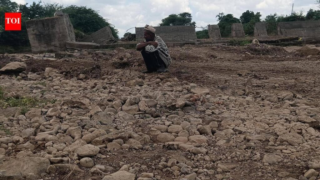 Last year’s flood erodes topsoil, now drought wilts crops in Dharashiv & Solapur | Pune News