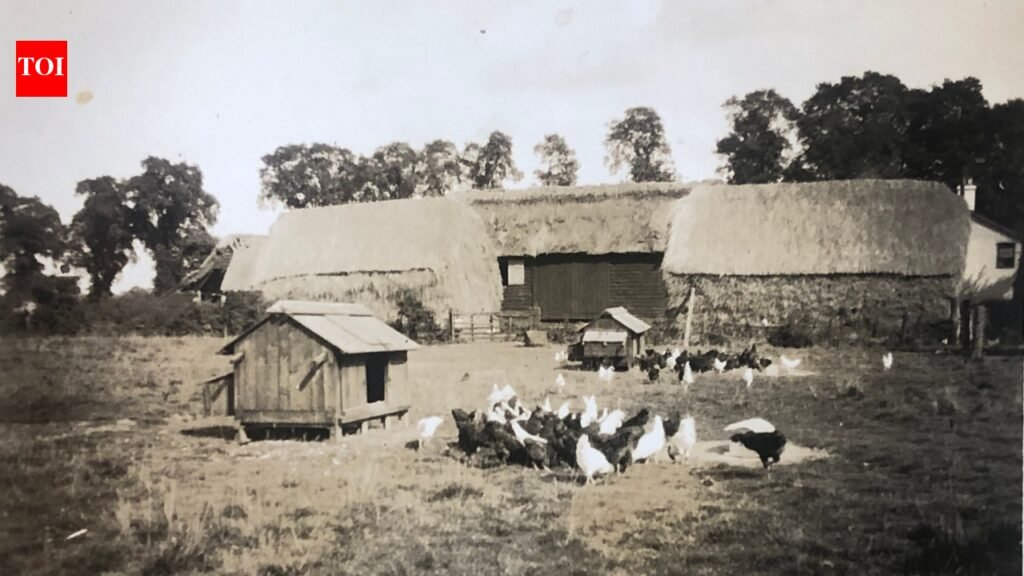 An Essex family set aside its entire farm roughly 30 years ago; after farming resumed in 2014, 50 acres stayed wild, regenerated with oak and scrub, and helped inspire a 200-acre nature-recovery plan