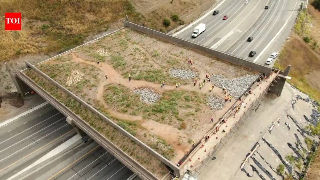 Joshua Tree wildlife crossings planned in California’s Mojave Desert to curb wildlife-vehicle collisions; two State Route 62 structures to protect bighorn sheep, mountain lions and bobcats with $6 million-plus funding