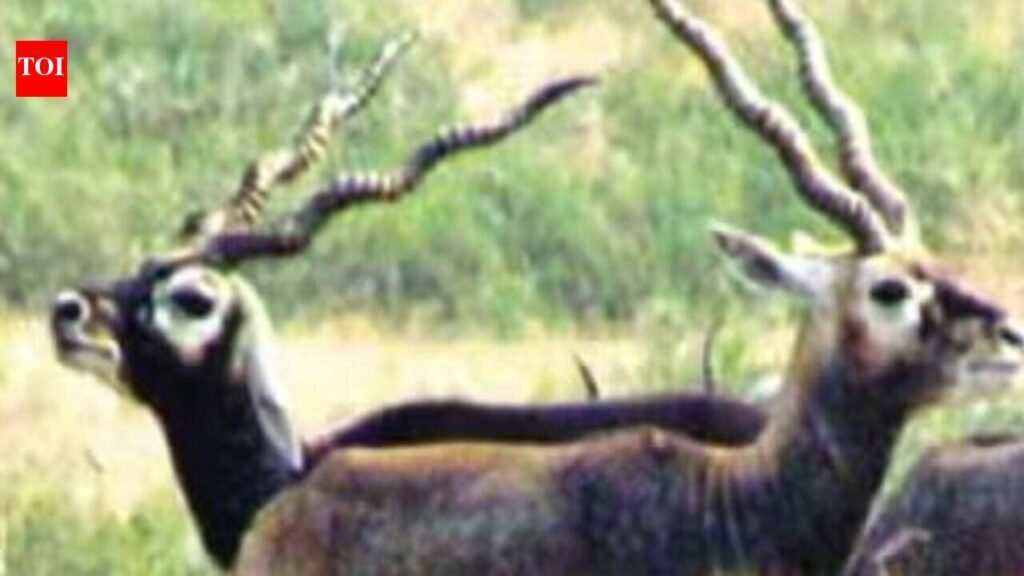 Two blackbucks die from bacterial infection at Kanpur zoo | Kanpur News