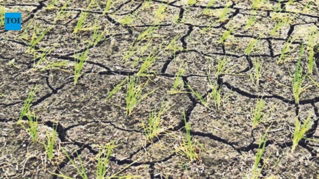 Staff crunch looms over crop-loss panchnama drive in 8 drought-hit tehsils | Pune News