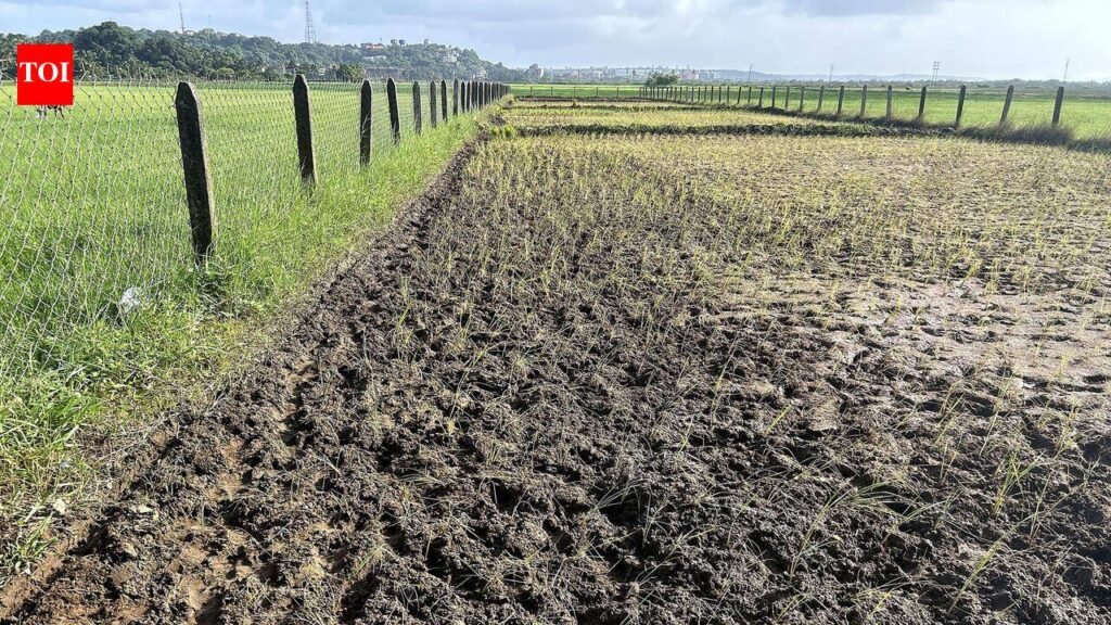 South Goa dry spell threatens 30% drop in paddy yield | Goa News