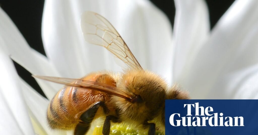 More than 800,000 bees stolen across far north Queensland in ‘sophisticated’ operation | Queensland