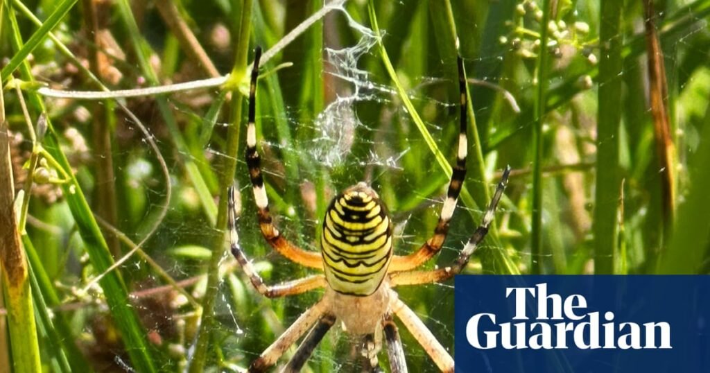 Wasp spider seen in north of England latest ‘climate refugee’ amid global heating | Spiders