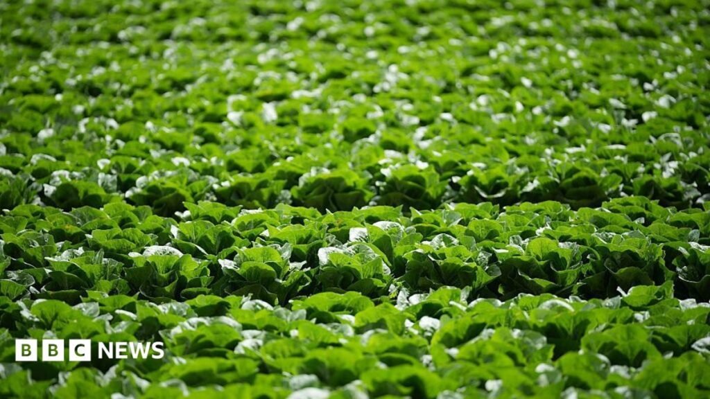 Millions of heads of lettuce ruined by aphid outbreak
