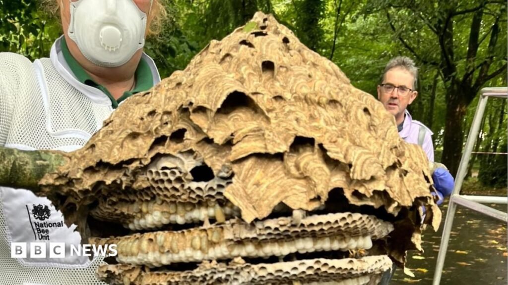 Oldham Asian hornet hunt leads to nest discovery