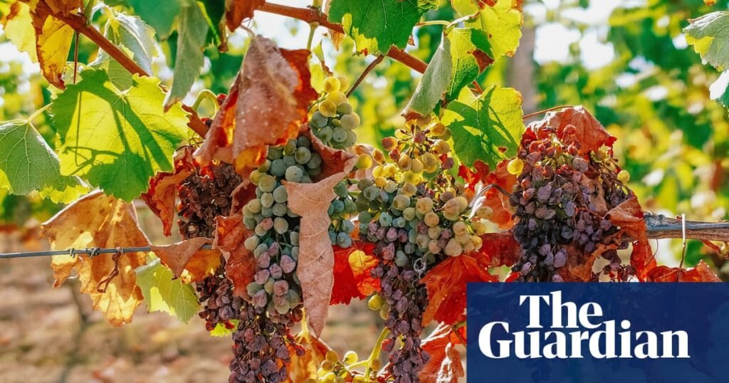 French winemakers forecast 30-year low harvest after severe drought and heat | France
