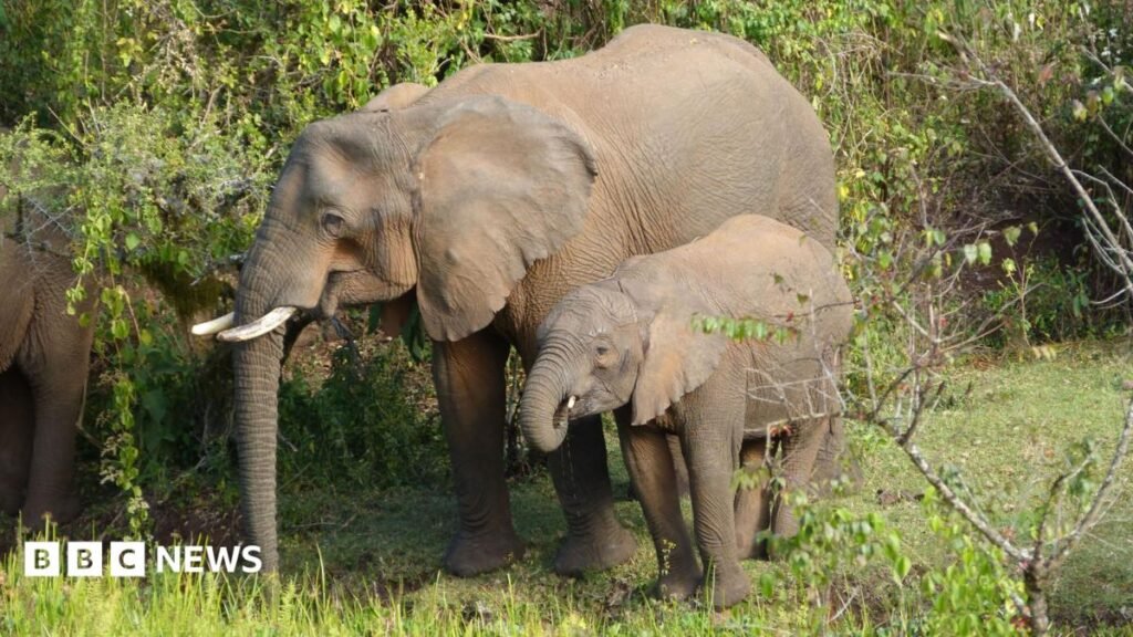 Elephants treat themselves with medicinal plants, witnesses say