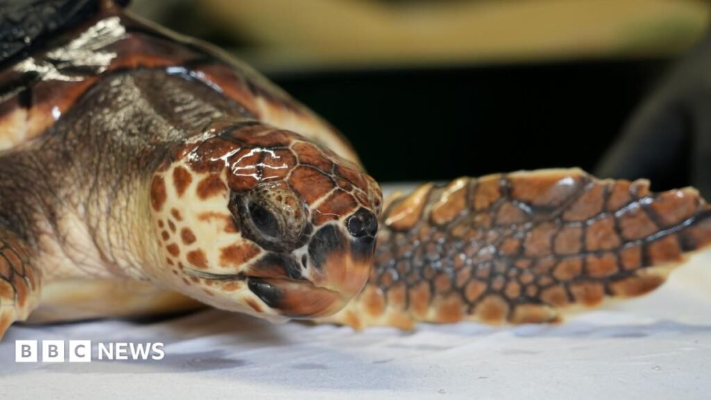 Betty the ‘cold-stunned’ turtle set for Azores release