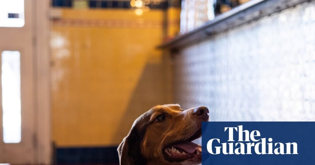 Are pubs and pups a good mix? Dog owners delight as Victoria looks to follow the UK and Europe’s lead | Victorian politics