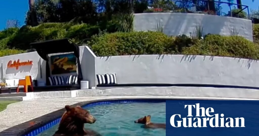 Bear-y good neighbors: humans and animals are learning to live together in an expanding LA | Los Angeles