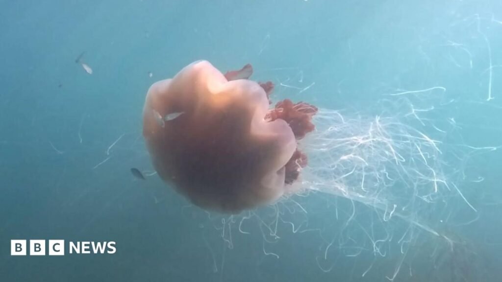 Giant lion’s mane jellyfish caught on camera off Pembrokeshire coast