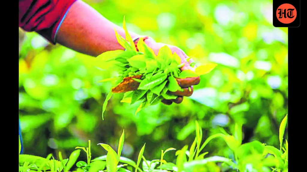 A powder move: India is now growing its own matcha