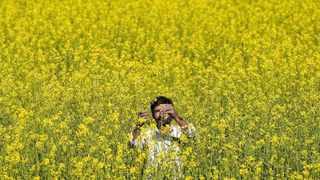 Cabinet approves hike in Rabi minimum support prices for 2027-28 season
