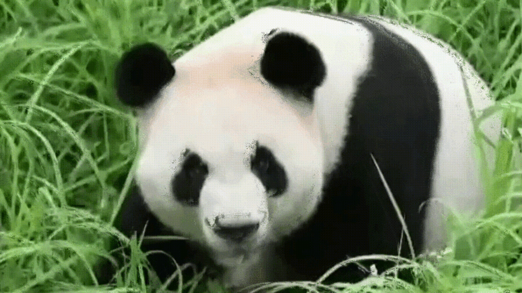 Furry, cuddly, and black and white: How China turned pandas into diplomatic envoys