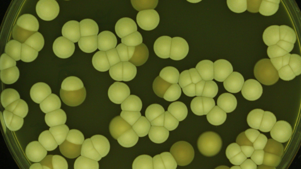 Why scientists are rethinking the chemical ‘arms race’ against fungi