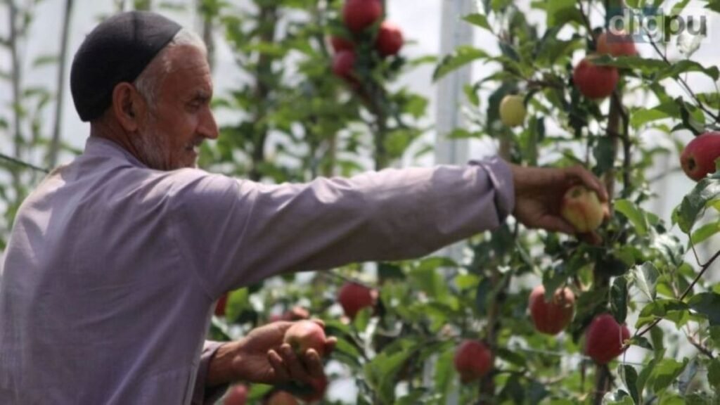25,000 MT Kashmir apples moved by rail last season: Govt