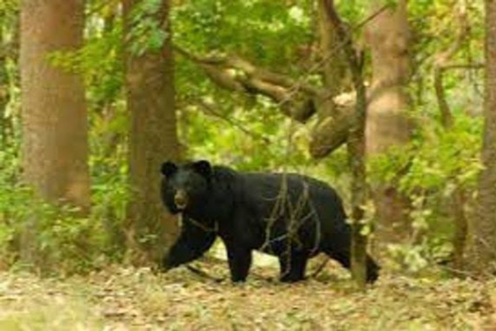 Woman mauled in wild bear attack in Banihal