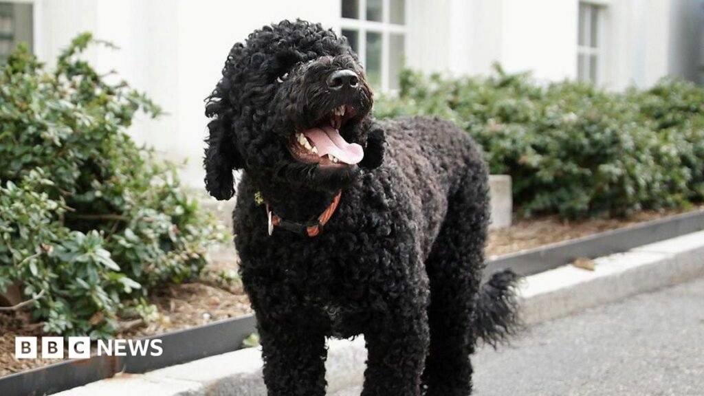 Obamas’ ‘fiery and gorgeous’ dog Sunny dies