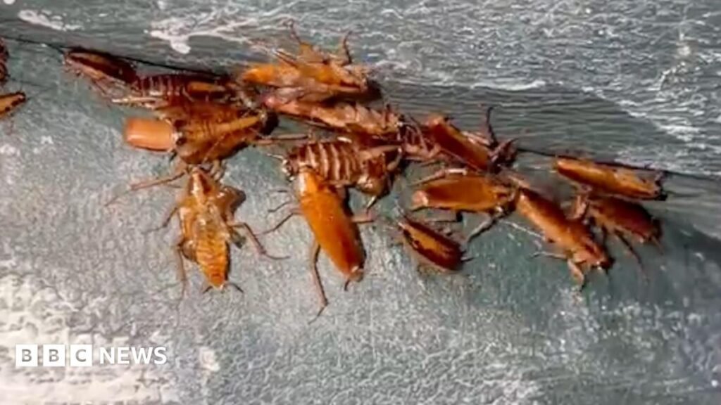 Pontypridd home infested with thousands of cockroaches