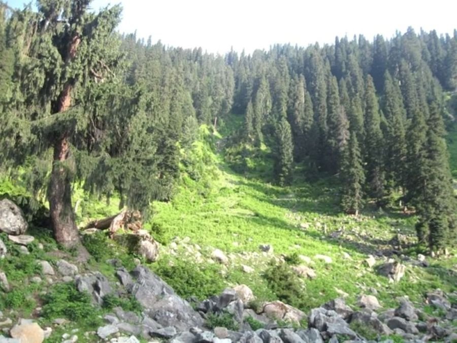 J&K has 21,346 sq km of forest cover: Govt