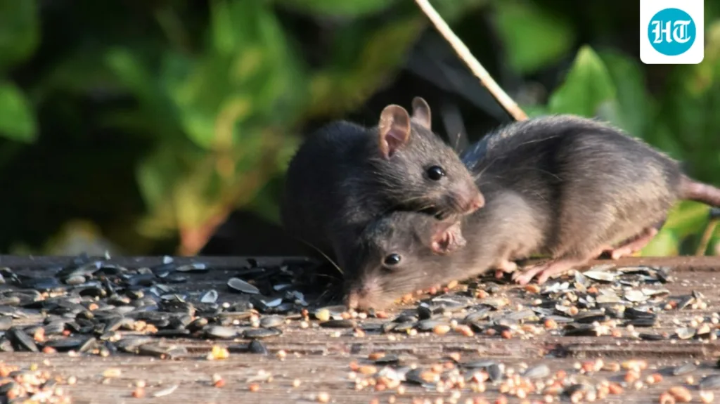 Rats threatened this tiny seabird on a California island: After their removal, its nests increased more than fourfold