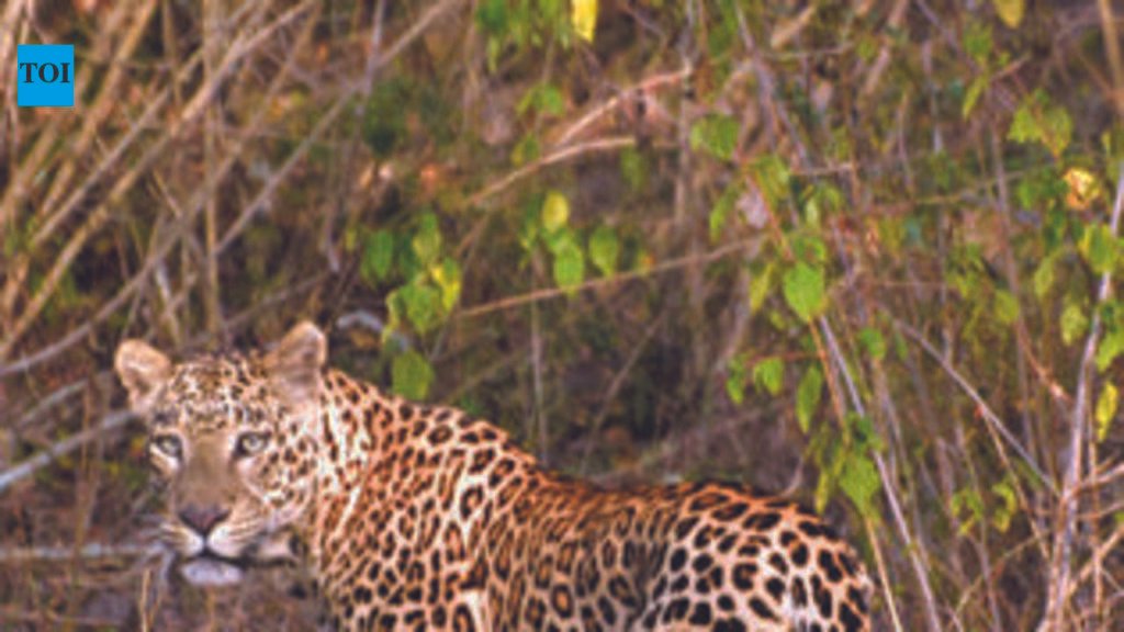 BTR to host Wildlife Week 2026 from tomorrow | Mysuru News