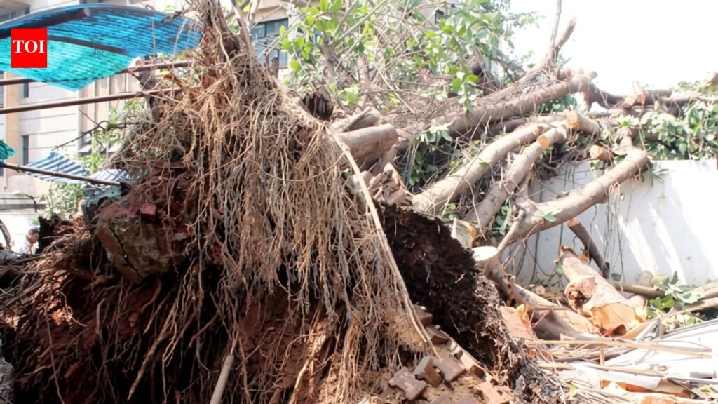 Mumbai: Tree Falls in Aarey Colony, 21-Year-Old Injured | Mumbai News