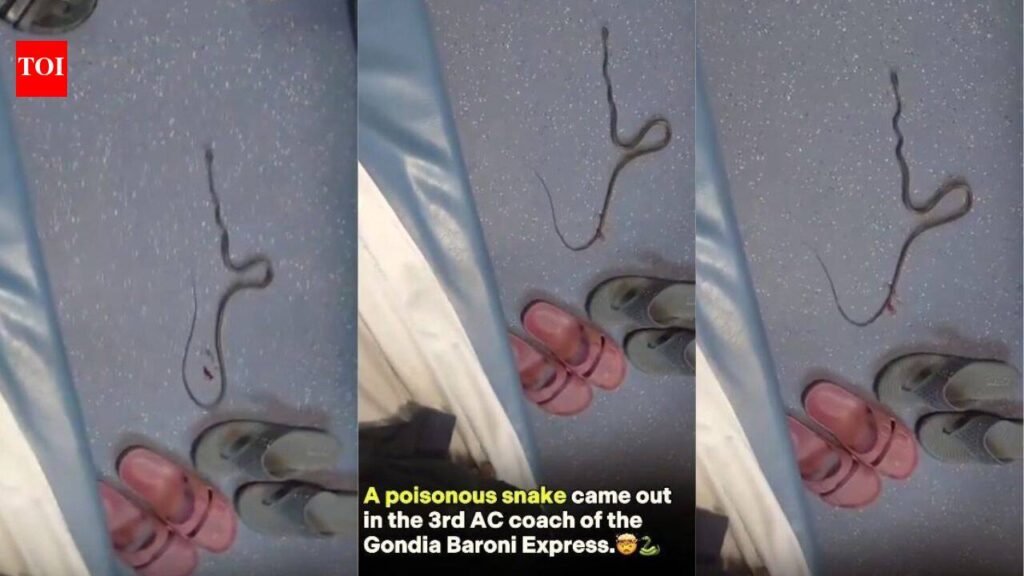 “Should we catch the snake?” Video shows poisonous snake in Gondia–Barauni Express 3AC coach; what travellers should do
