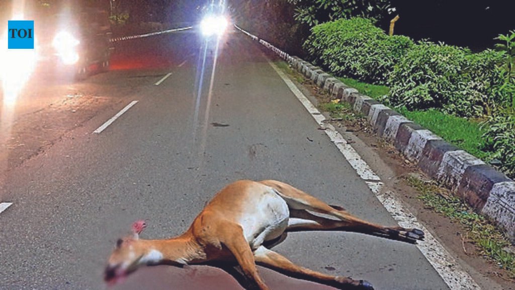 Nilgai dies in hit-&-run, but where’s the carcass? | Chandigarh News