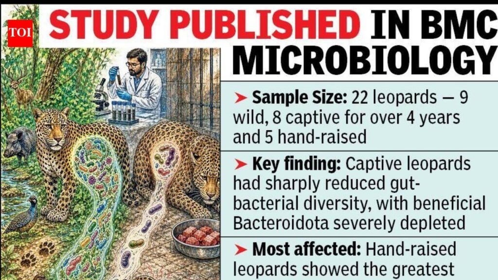 Captivity, fixed diet disrupt leopards’ gut: WRTC Study | Nagpur News