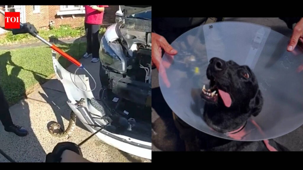 3-ft python in car, runaway pig, knife-wielding crab: 5 strange stories from US you missed