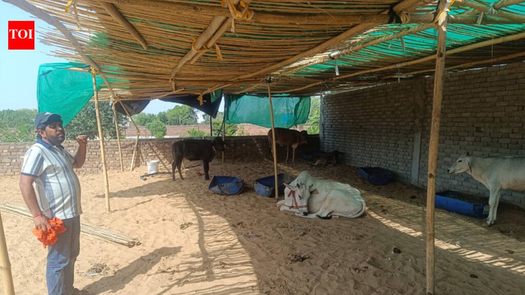 23 cattle battling lumpy skin disease at Hisar isolation centre, 7 die | Chandigarh News