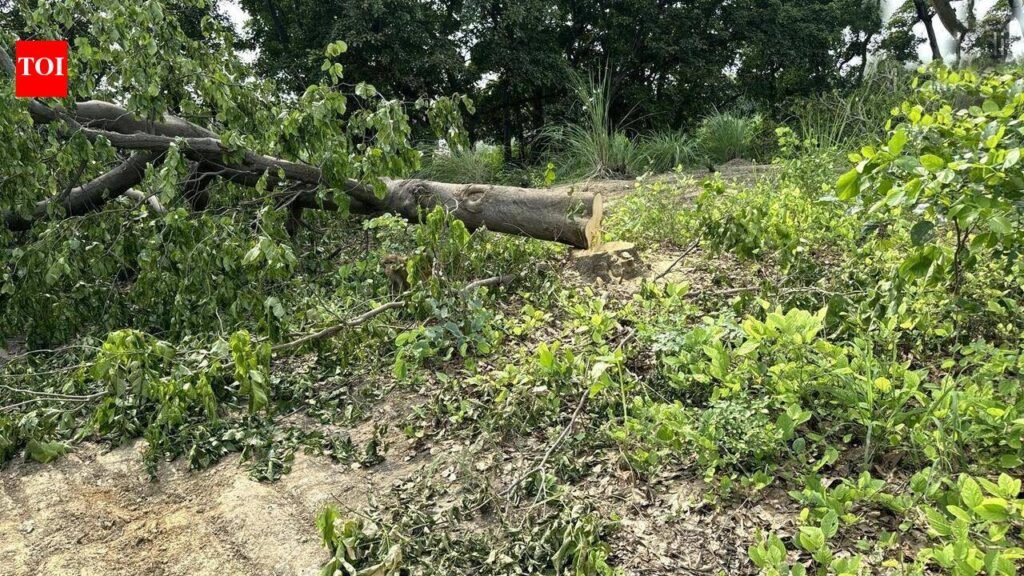 PWD told to plant 1.7L trees for forest cover lost to Kanwar road project | Noida News