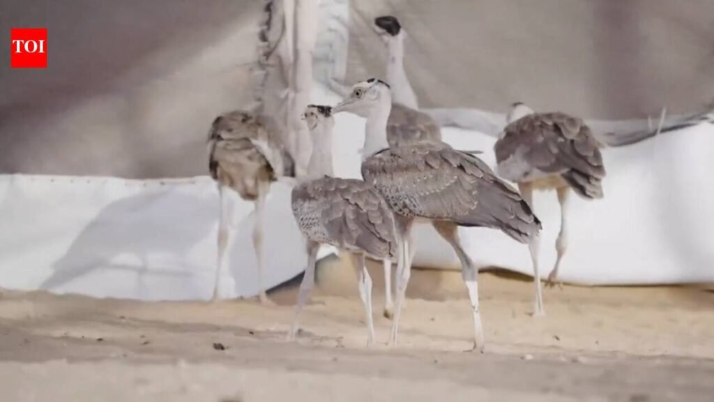 Great Indian Bustard rewilding aviary inaugurated in Jaisalmer | Jaipur News
