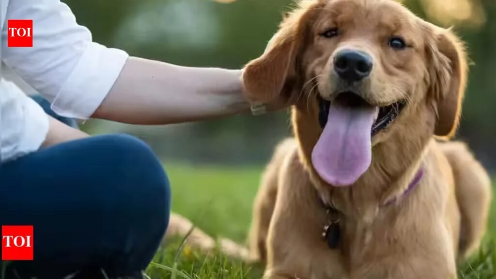 Dog lick causes fatal rabies case; experts warn of risks | Bengaluru News