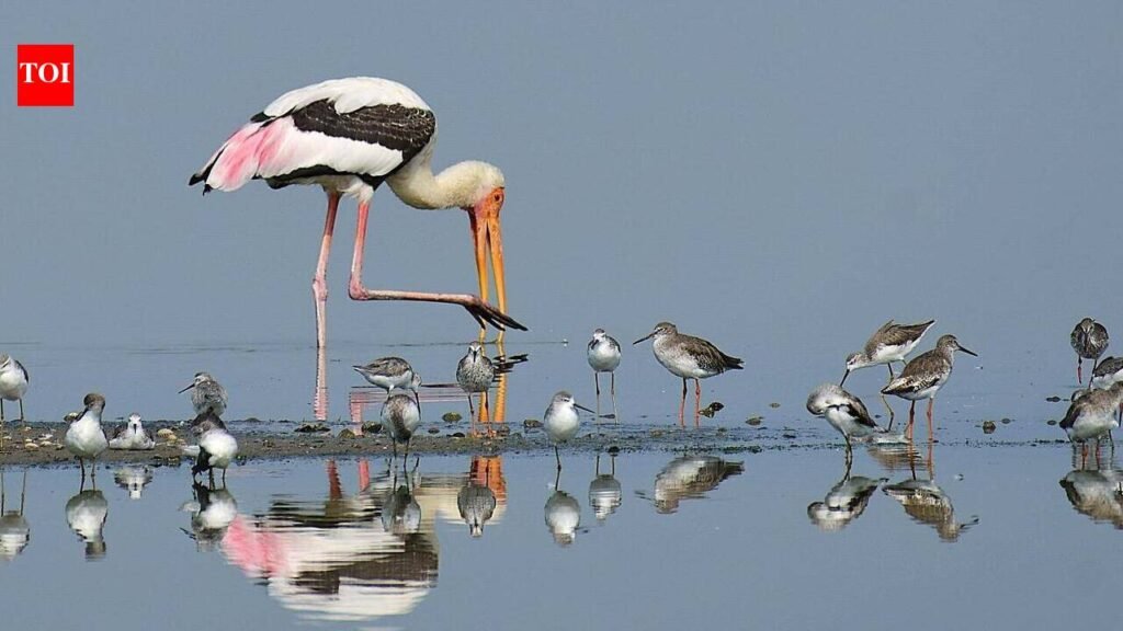 Early arrivals signal bird migration season at Muttukadu-Nemmeli | Chennai News
