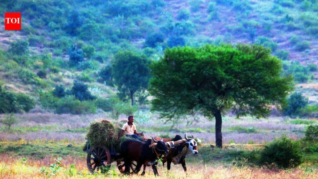 Marathwada fodder crisis looms: Beed, Jalna have just over two months of stock left | Pune News