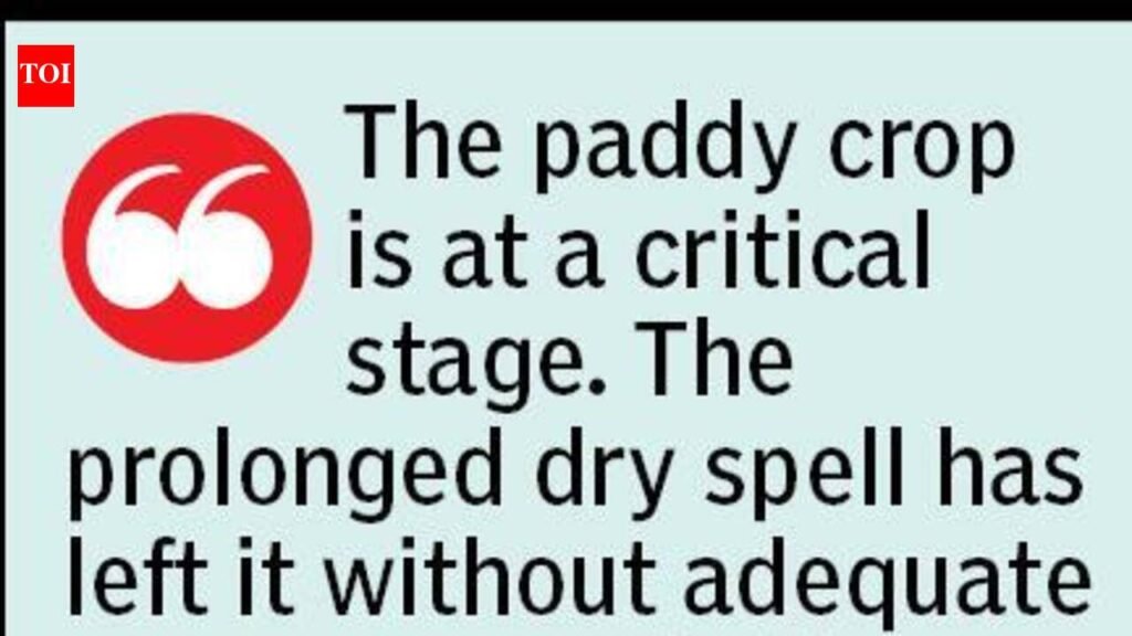 Chandrapur’s kharif crops at risk, farmers seek urgent aid | Nagpur News