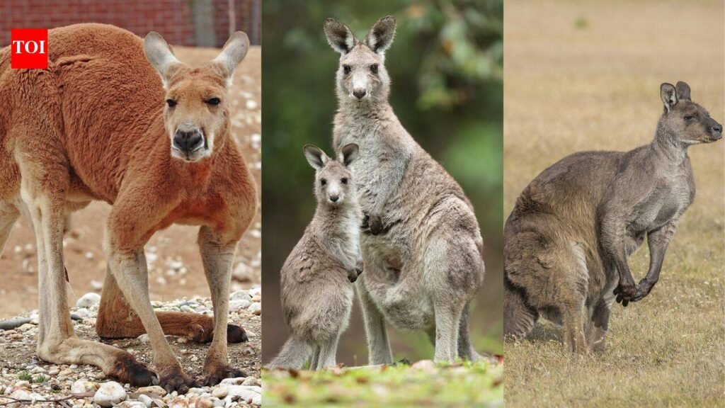 Australia once paid bounties to kill kangaroos and other marsupials; up to 27 million animals were destroyed | World News