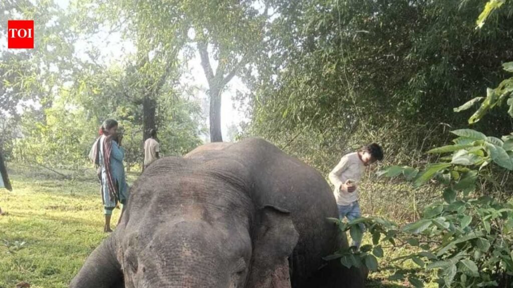 Elephant found dead in Garhwa forest | Ranchi News