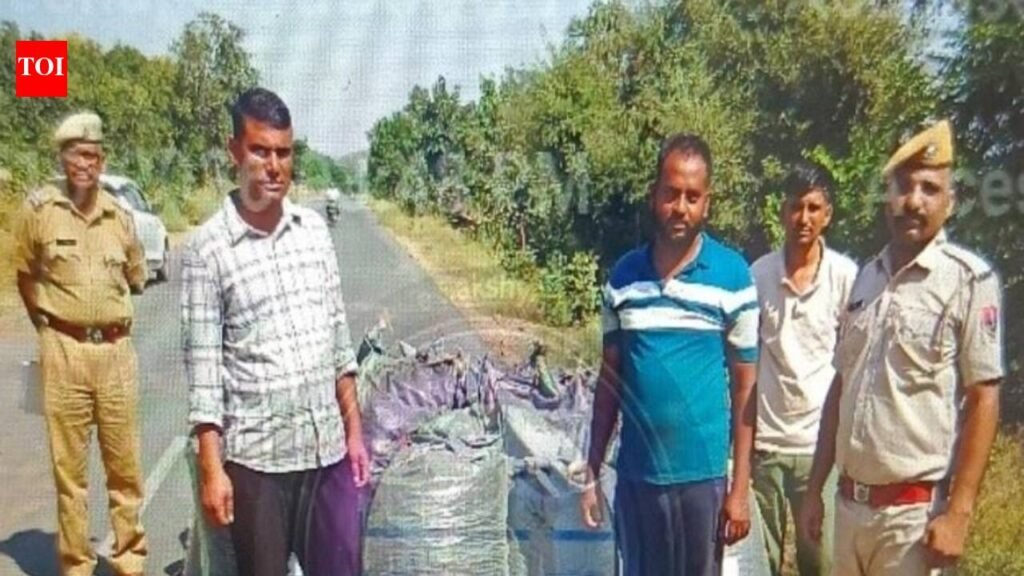 Chittor police seize 574 kg illegal opium from tempo carrying wheat | Jaipur News