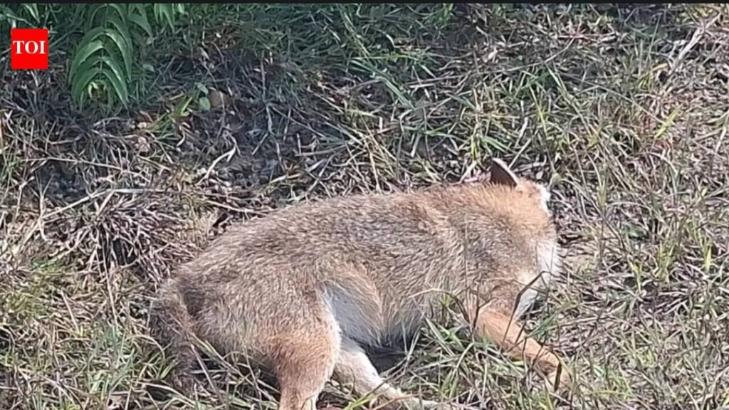Explosions in Hazaribag forest kill 3 animals | Ranchi News