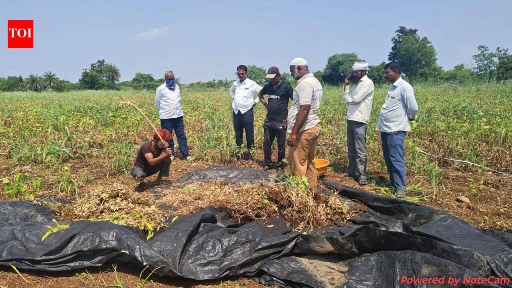 Maharashtra’s critical soybean crop faces collapse in Marathwada drought | Pune News