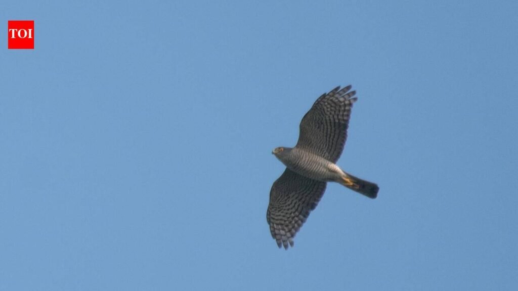 Rare Japanese sparrowhawk sighted in Adyar estuary | Chennai News