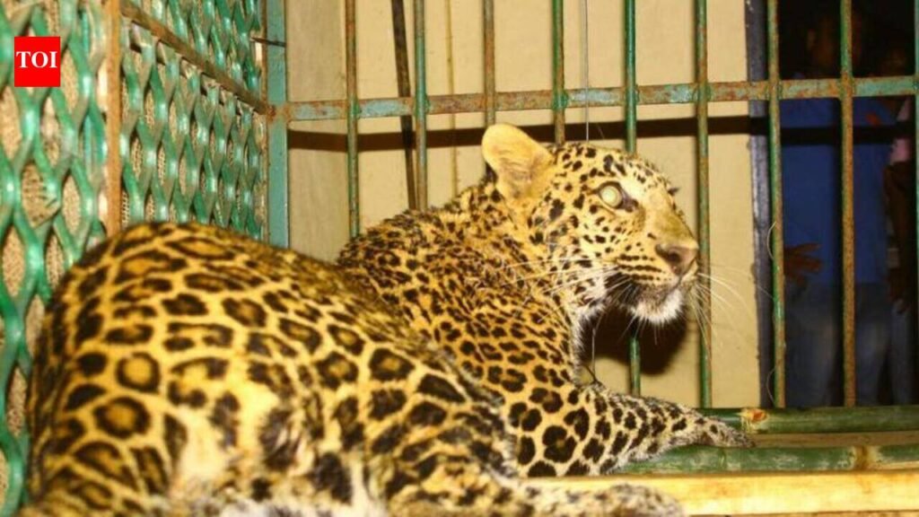Leopard kills toddler in Navsari village | Surat News