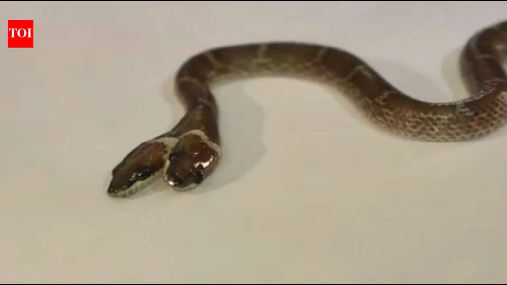 Rare ‘two-headed’ Wolf snake with four eyes and independently functioning mouths found in Gujarat: How does a snake develop two heads, and can it survive in the wild?