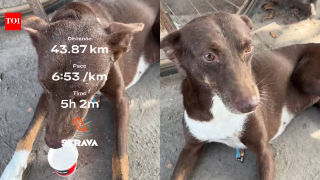‘Guys usne humare saath start kiya hai mere ghar ke pass hi rehti and mere ghar par hi finish kiya’: Kanpur dog runs 38 km with runners, wins the internet