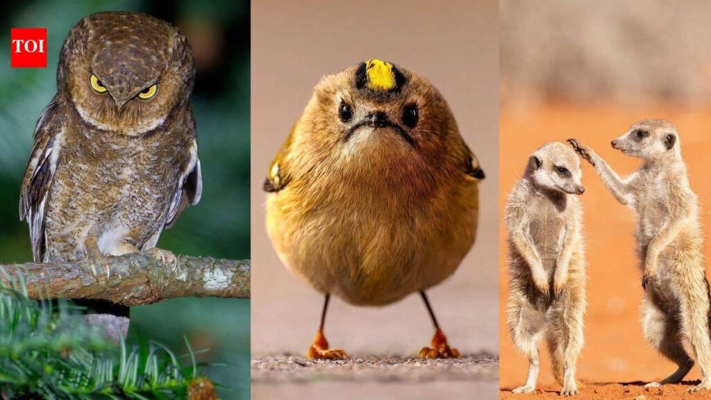 10 funniest animal photos shortlisted for the 2026 Comedy Wildlife Awards